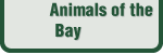 Animals of the Bay