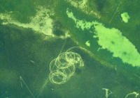photo of seagras scars inside a seagrass bed
