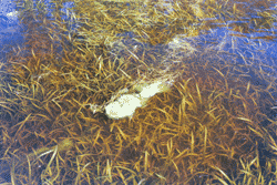 Widgeon Grass (Ruppia)