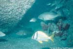 Fish swimming around an artificial reef