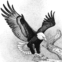 black and white drawing of bald eagle