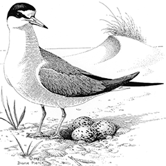 black and white drawing of a least tern