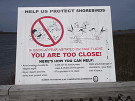 Public information sign about distrurbung nesting shorebirds