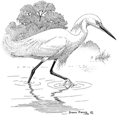 black and white drawing of a snowy egret