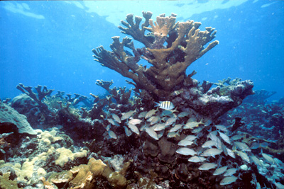 Elkhorn coral with schooling fish