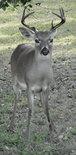 Key deer buck