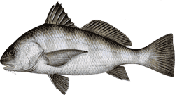 Black Drum