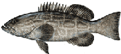 Black Grouper