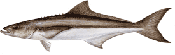 Cobia