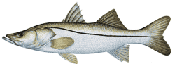 Common Snook