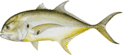 Crevalle Jack