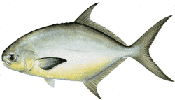 Florida Pompano