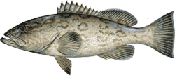 Gag Grouper