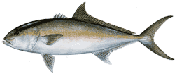 Greater Amberjack