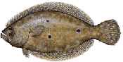 Gulf Flounder