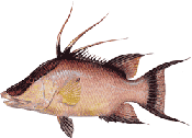 Hogfish