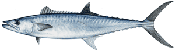 King Mackerel