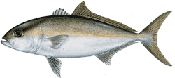 Lesser Amberjack