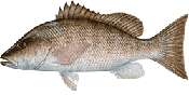 Gray (Mangrove) Snapper