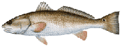 Red Drum (Redfish)