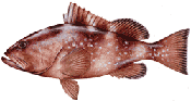 Red Grouper