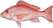 Red Snapper