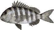 Sheepshead