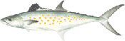 Spanish Mackerel