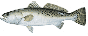 Spotted Seatrout