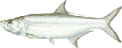 Tarpon