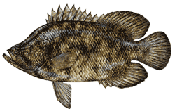 Tripletail