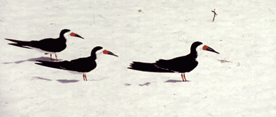 Wading birds feeding at low tide