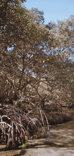 Red Mangrove