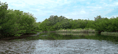 Mudflat in front of mangroves and salt marsh