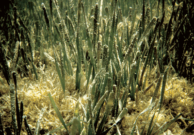 Turtle Grass (Thalassia)