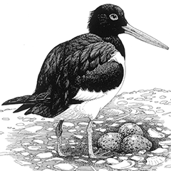 black and white drawing of an American oystercatcher
