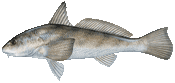 Southern Kingfish (whiting)