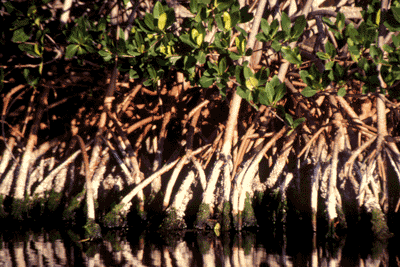 Mangrove prop roots